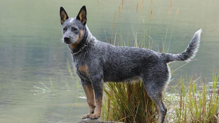 10 smartest dog breeds